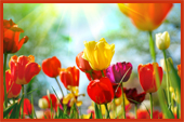 Spring Flowers